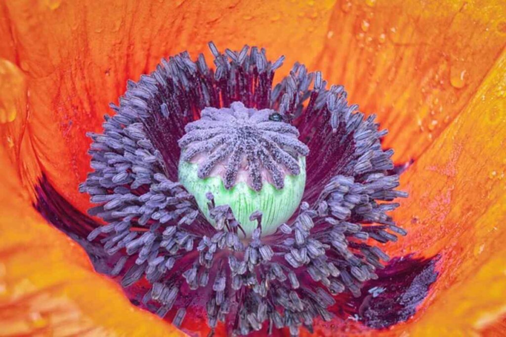 dried decorative bulbs
